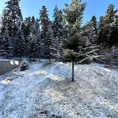 Sweet Flora Violet 3 * Borovec