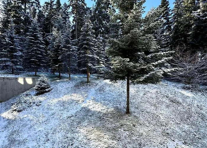 Sweet Flora Violet 3 * Borowec